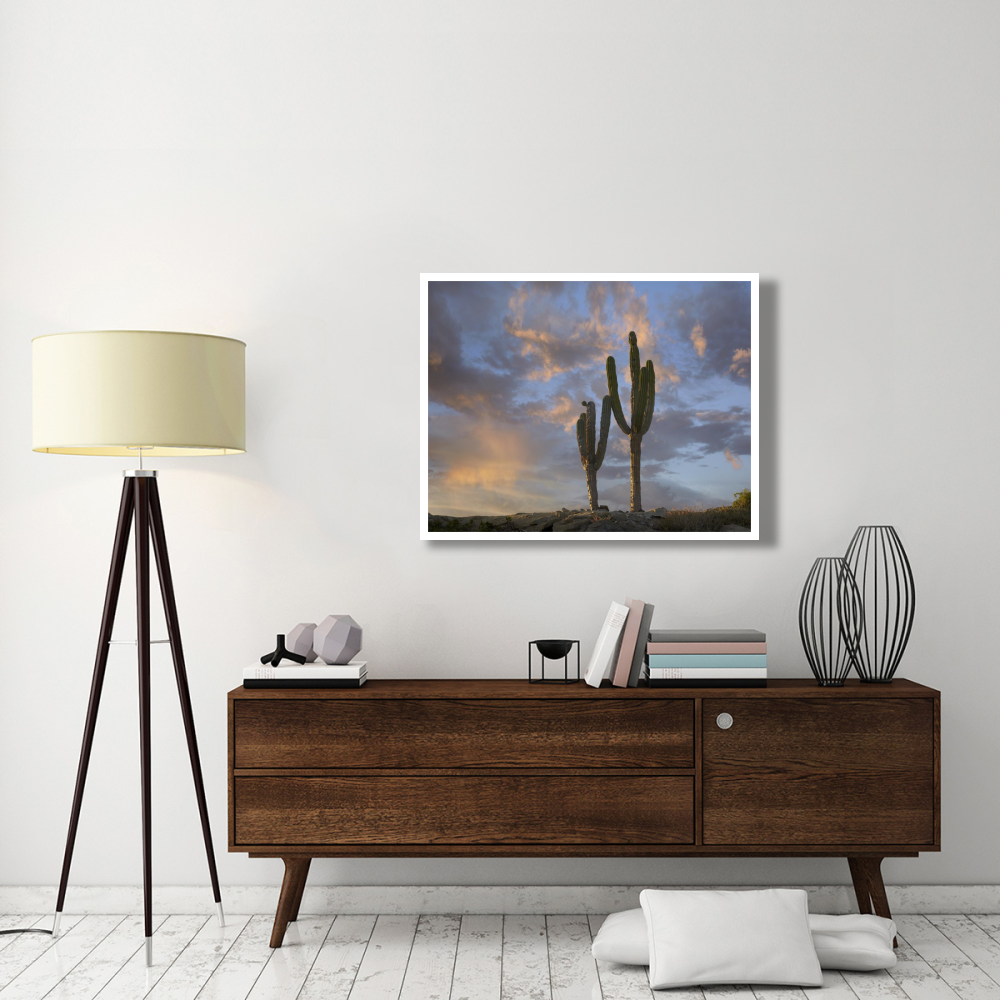 Saguaro cacti, Cabo San Lucas, Mexico-Paper Art-42&quotx32"