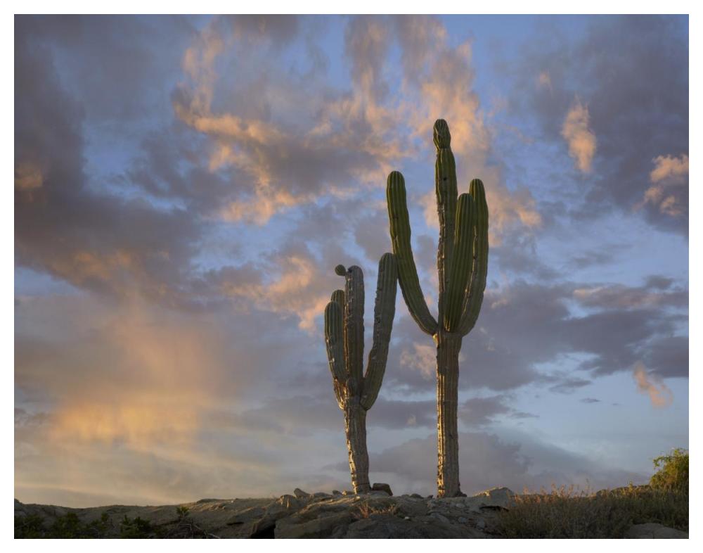 Saguaro cacti, Cabo San Lucas, Mexico-Paper Art-50"x38"