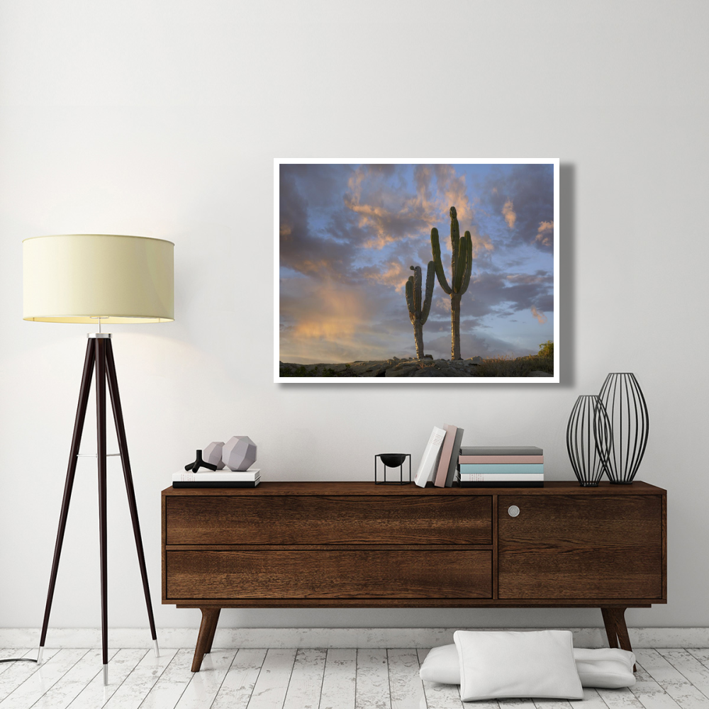Saguaro cacti, Cabo San Lucas, Mexico-Paper Art-50&quotx38"