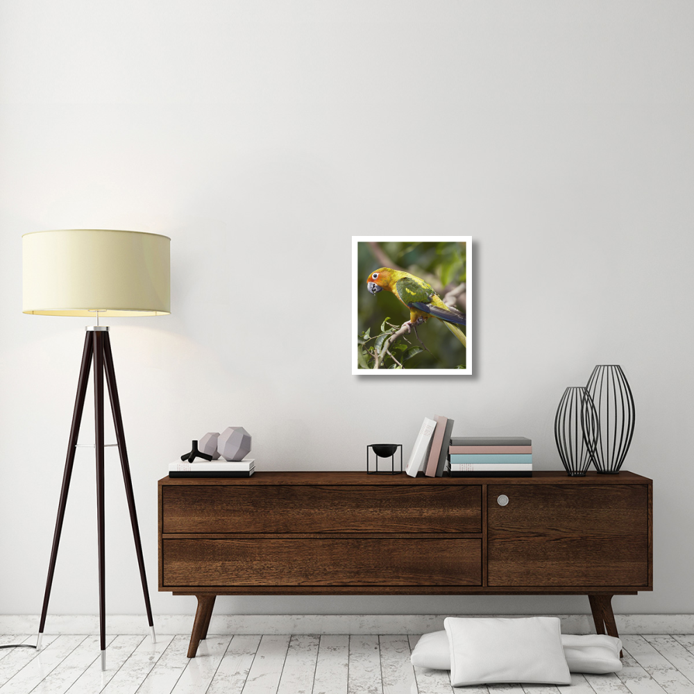 Sun Parakeet, native to South America-Paper Art-20.92&quotx24"