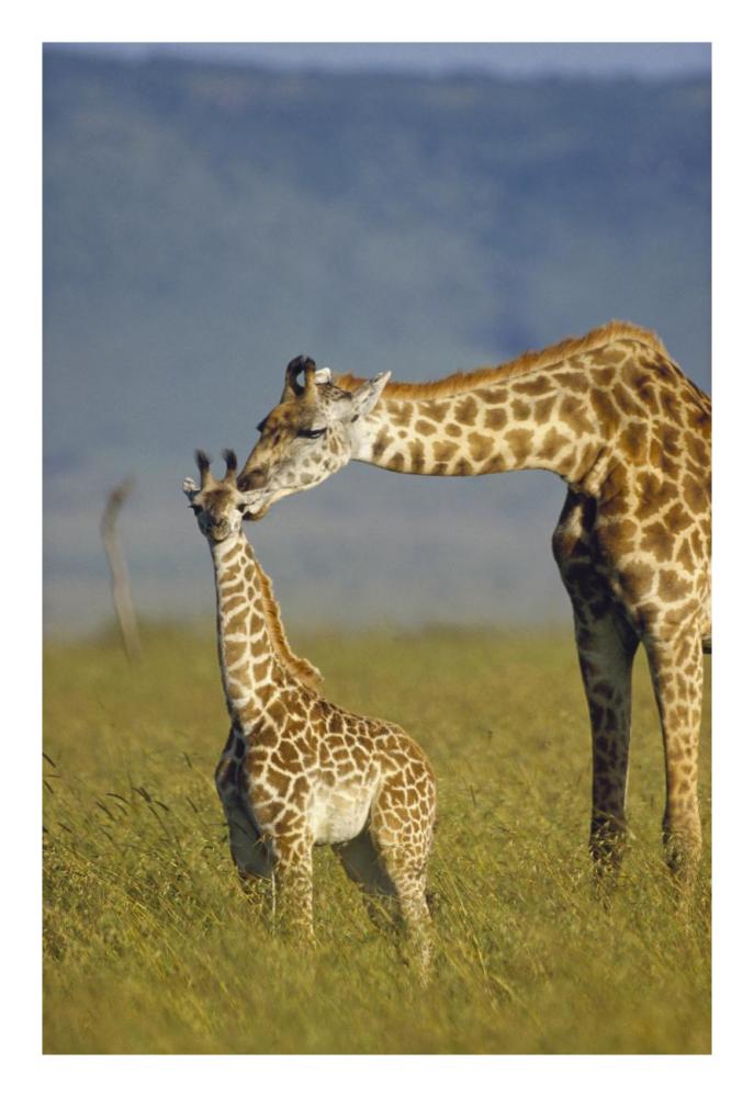 Masai Giraffe mother and young, Kenya-Paper Art-18"x26"