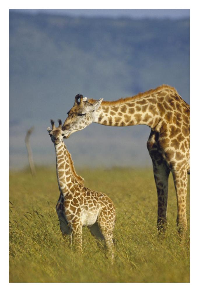 Masai Giraffe mother and young, Kenya-Paper Art-22"x32"