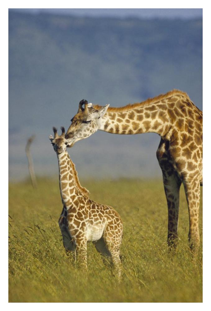 Masai Giraffe mother and young, Kenya-Paper Art-26"x38"