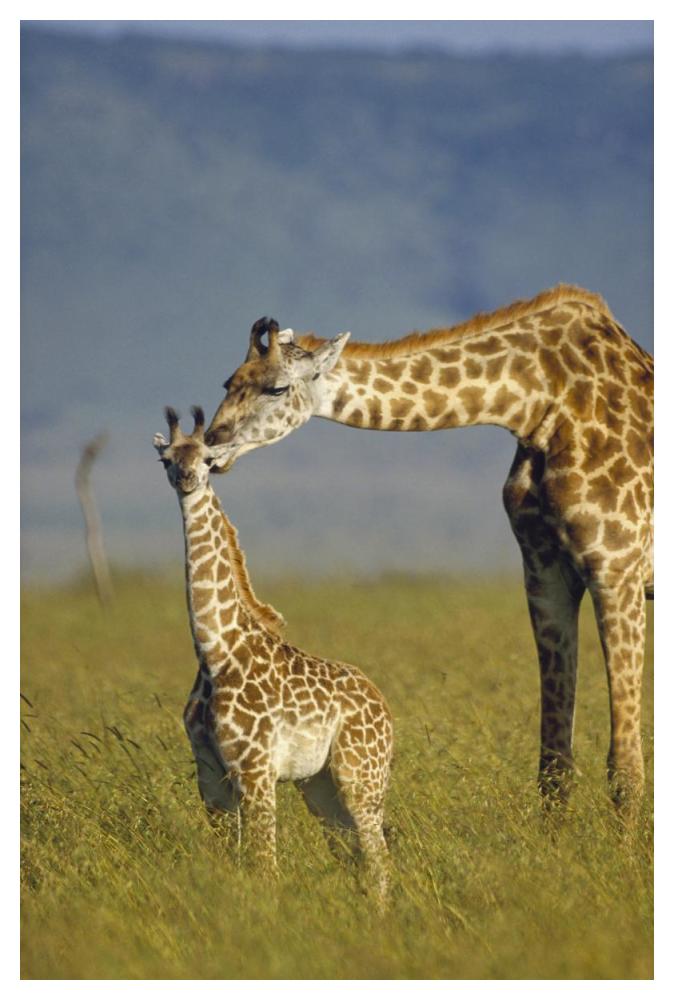 Masai Giraffe mother and young, Kenya-Paper Art-34"x50"
