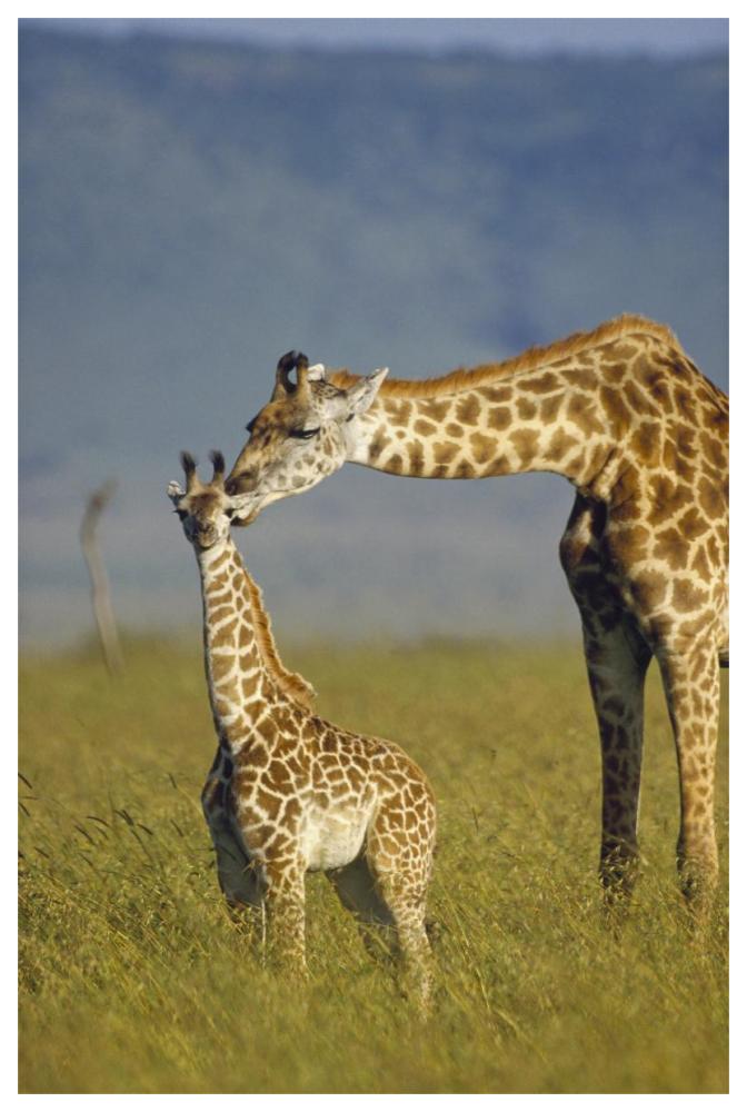 Masai Giraffe mother and young, Kenya-Paper Art-42"x62"