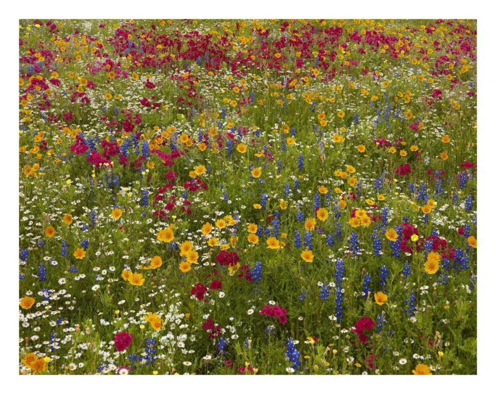 Drummond's Phlox near Westhoff, Texas-Paper Art-26"x20"