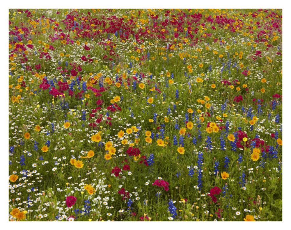 Drummond's Phlox near Westhoff, Texas-Paper Art-34"x26"