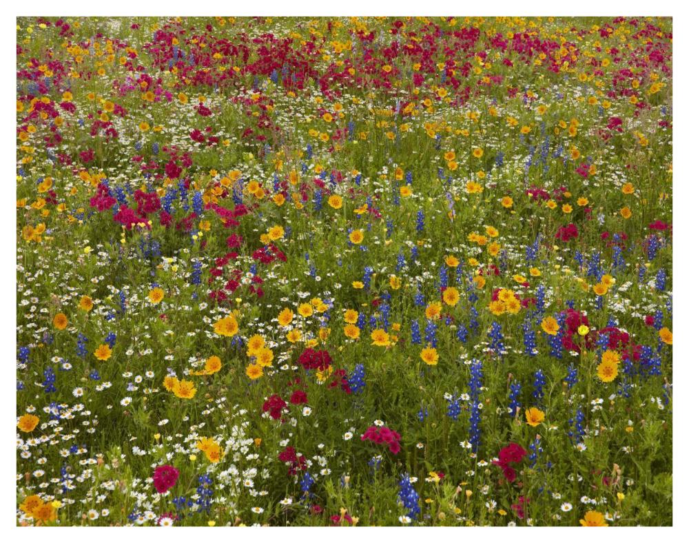 Drummond's Phlox near Westhoff, Texas-Paper Art-42"x32"