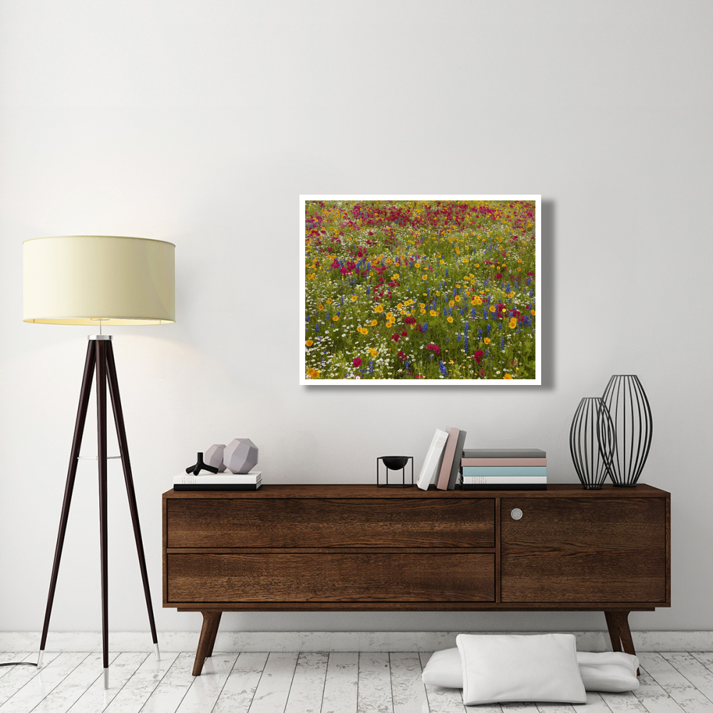 Drummond's Phlox near Westhoff, Texas-Paper Art-42&quotx32"