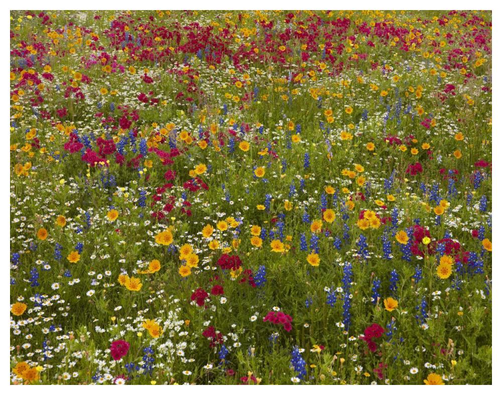 Drummond's Phlox near Westhoff, Texas-Paper Art-50"x38"