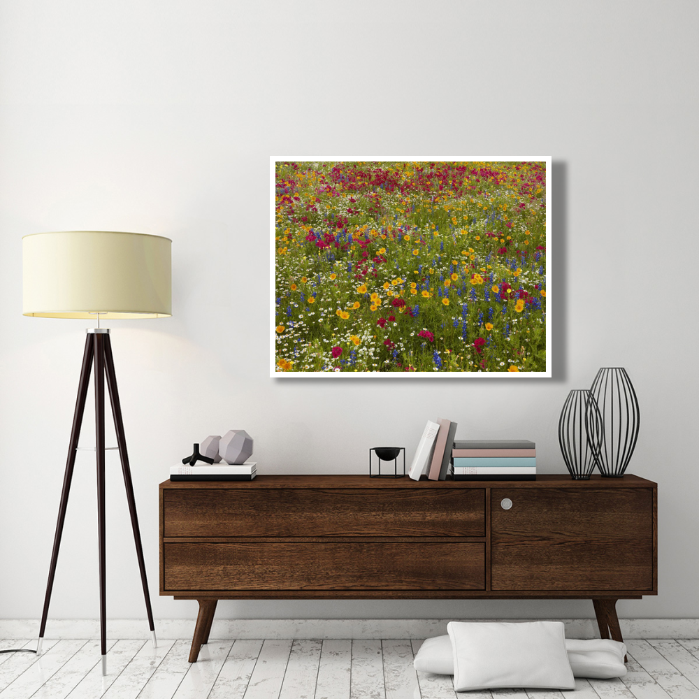 Drummond's Phlox near Westhoff, Texas-Paper Art-50&quotx38"
