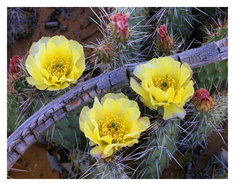 Opuntia cactus blooming, North America-Paper Art-34"x26"