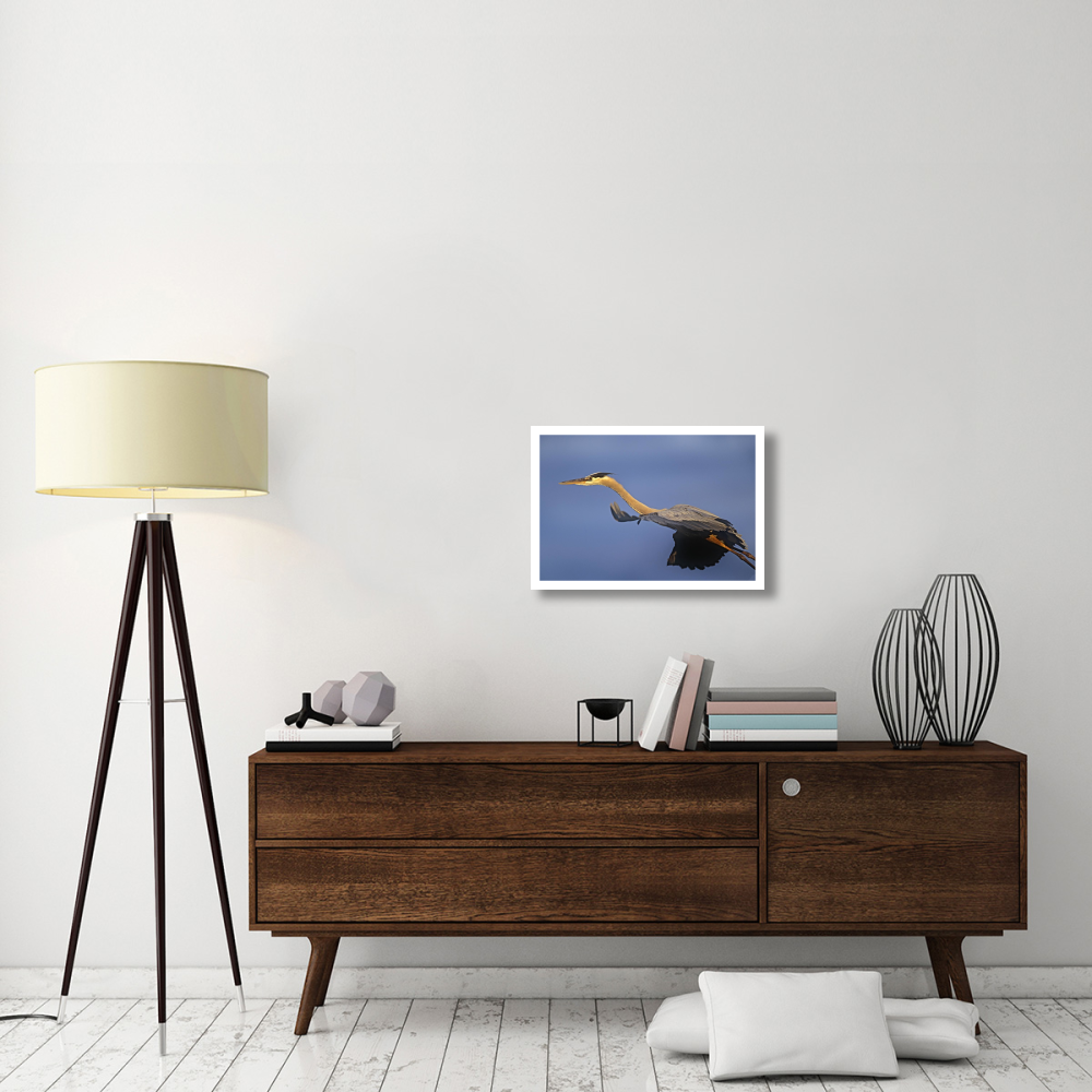 Great Blue Heron flying, North America-Paper Art-26&quotx18"