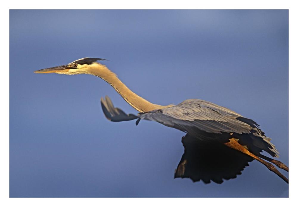 Great Blue Heron flying, North America-Paper Art-32"x22"