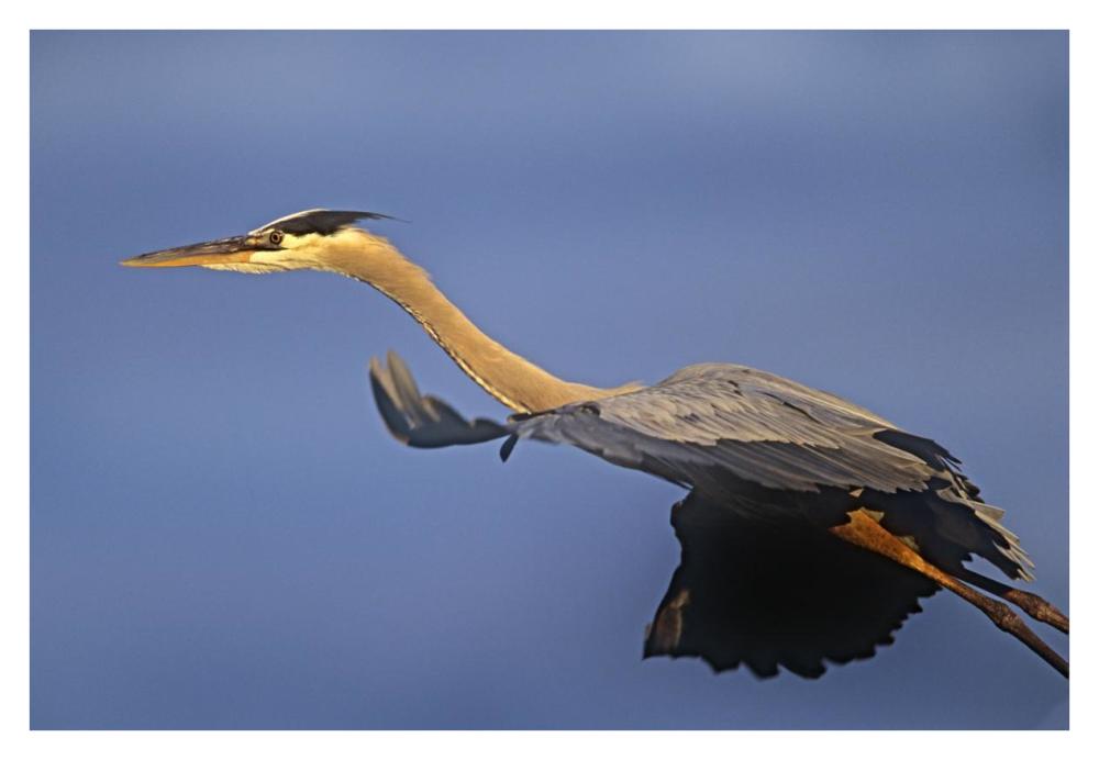 Great Blue Heron flying, North America-Paper Art-38"x26"