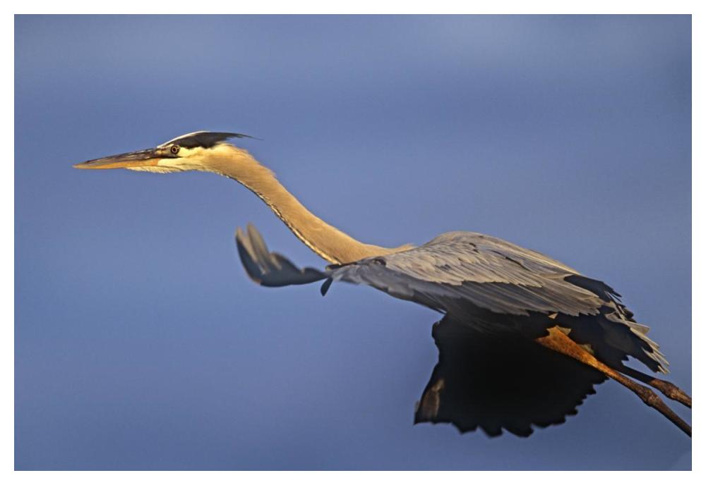 Great Blue Heron flying, North America-Paper Art-50"x34"