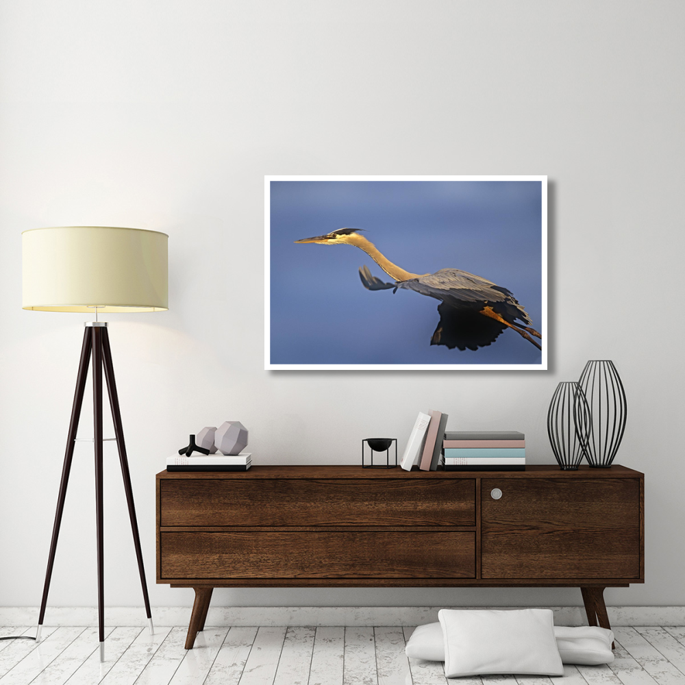 Great Blue Heron flying, North America-Paper Art-50&quotx34"