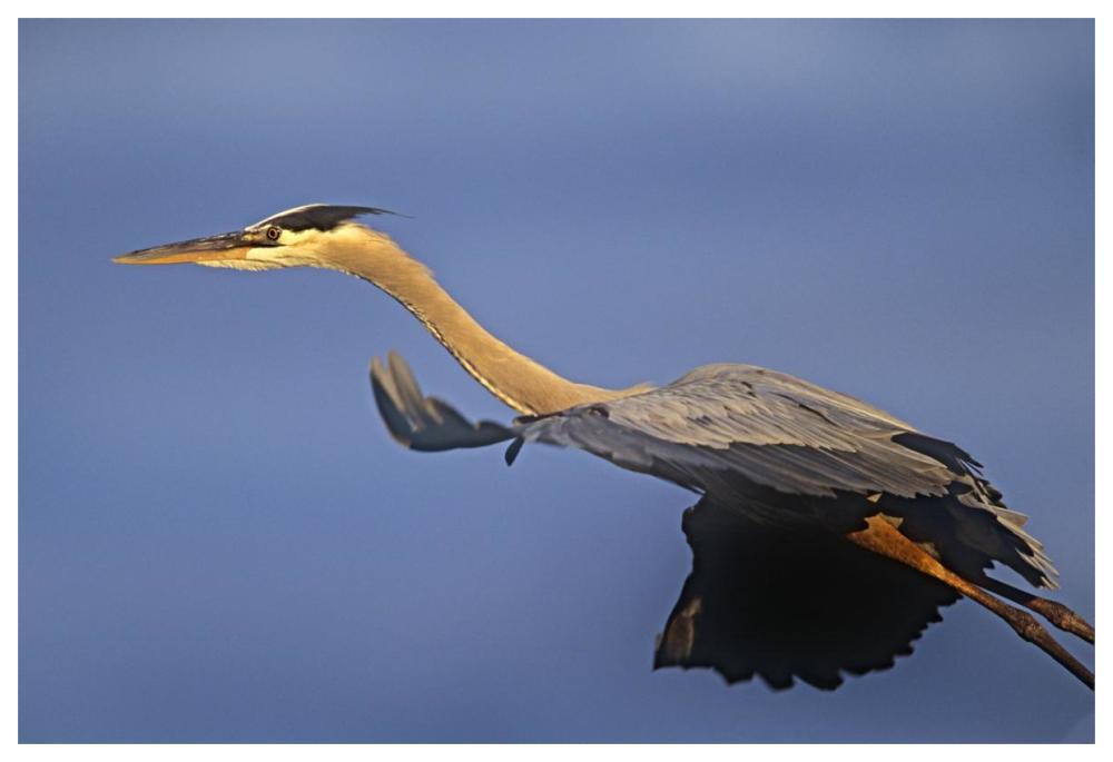 Great Blue Heron flying, North America-Paper Art-62"x42"