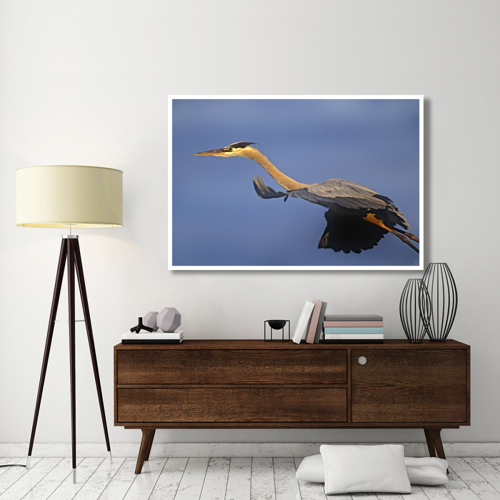 Great Blue Heron flying, North America-Paper Art-62&quotx42"