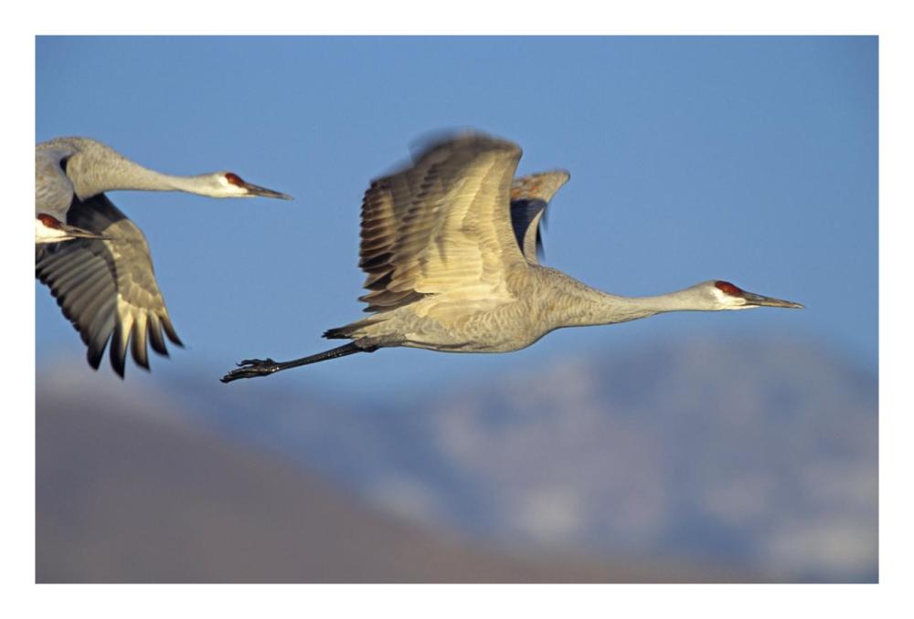 Sandhill Cranes flying, North American-Paper Art-26"x18"