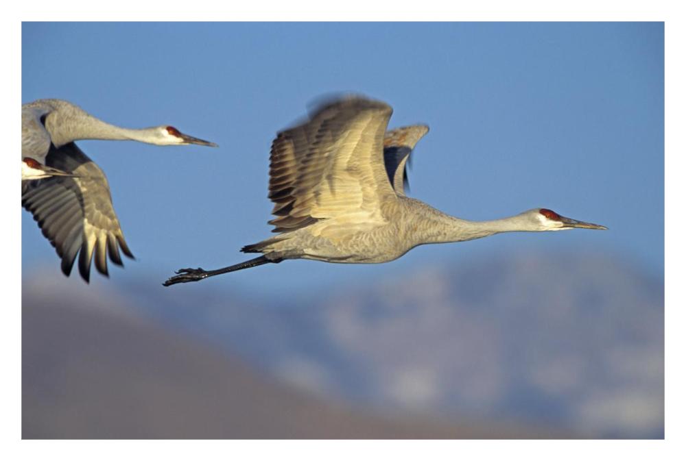 Sandhill Cranes flying, North American-Paper Art-32"x22"