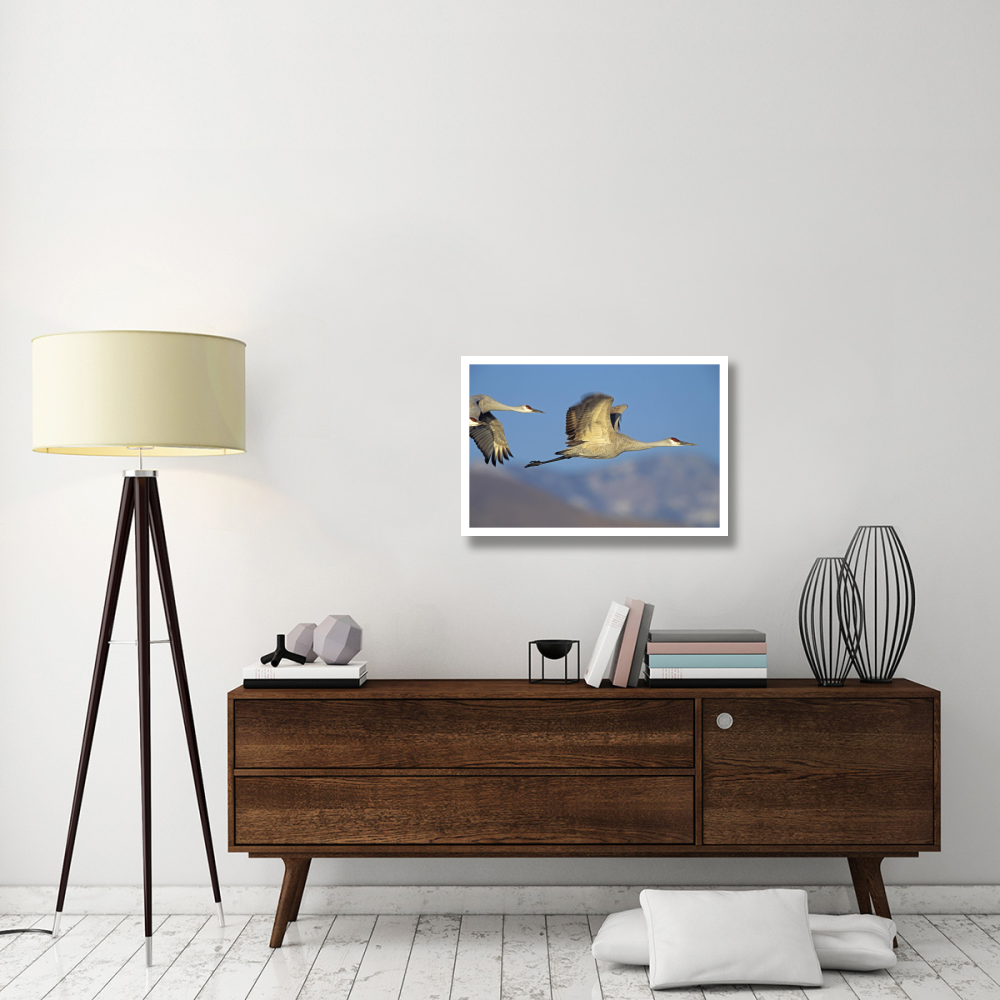 Sandhill Cranes flying, North American-Paper Art-32&quotx22"