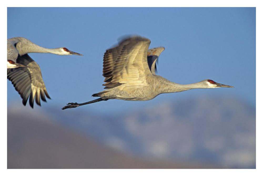 Sandhill Cranes flying, North American-Paper Art-38"x26"