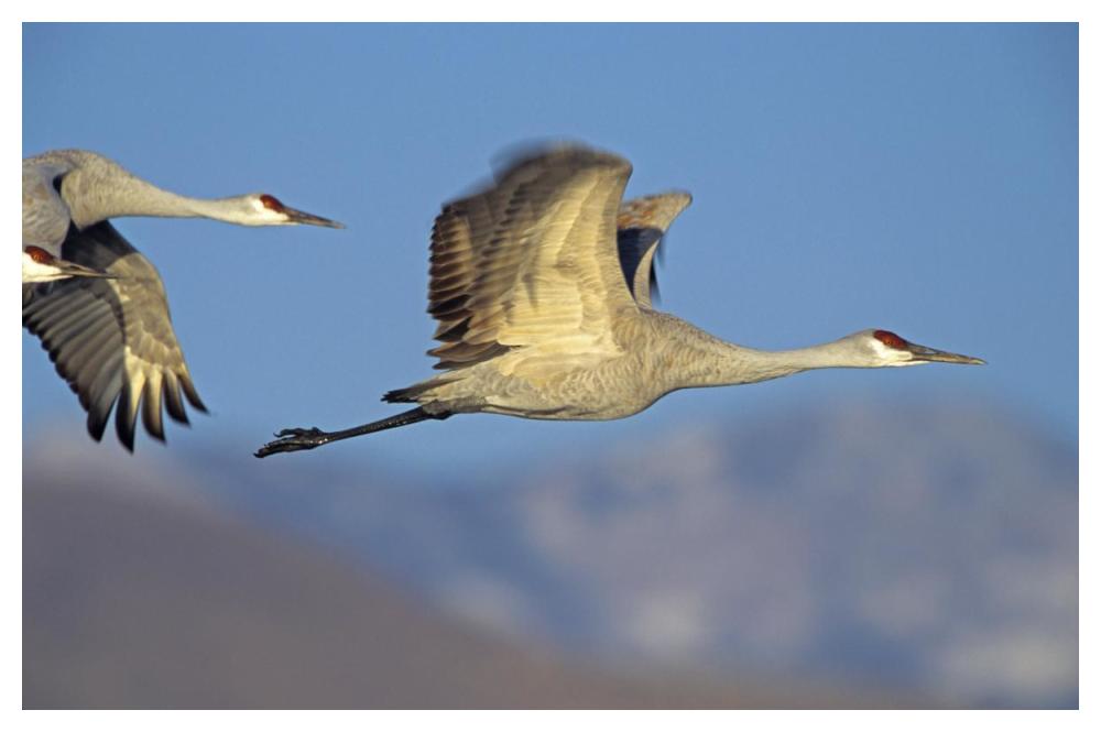 Sandhill Cranes flying, North American-Paper Art-50"x34"