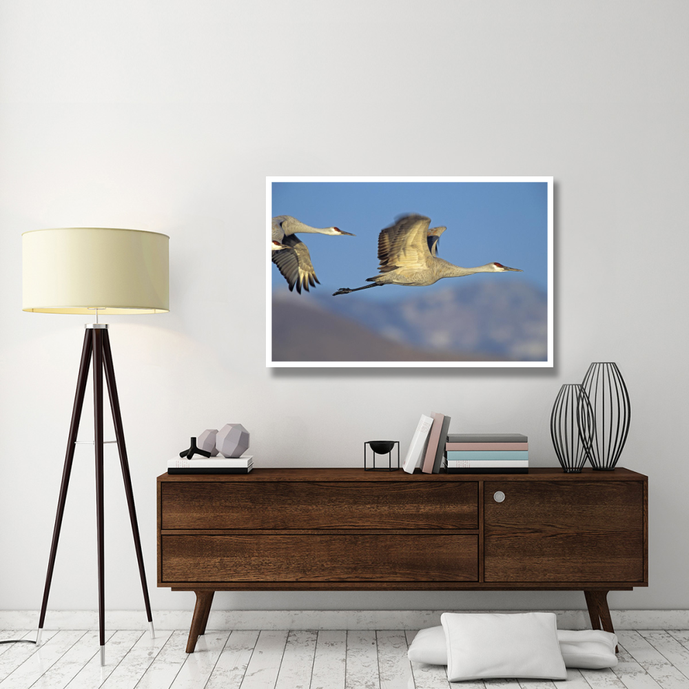 Sandhill Cranes flying, North American-Paper Art-50&quotx34"