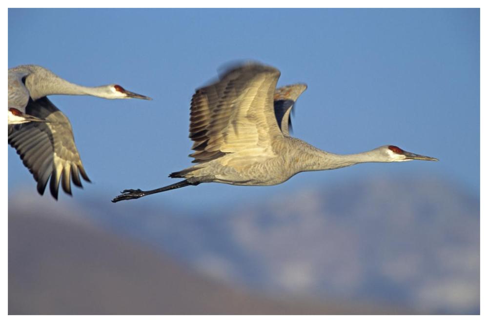 Sandhill Cranes flying, North American-Paper Art-62"x42"