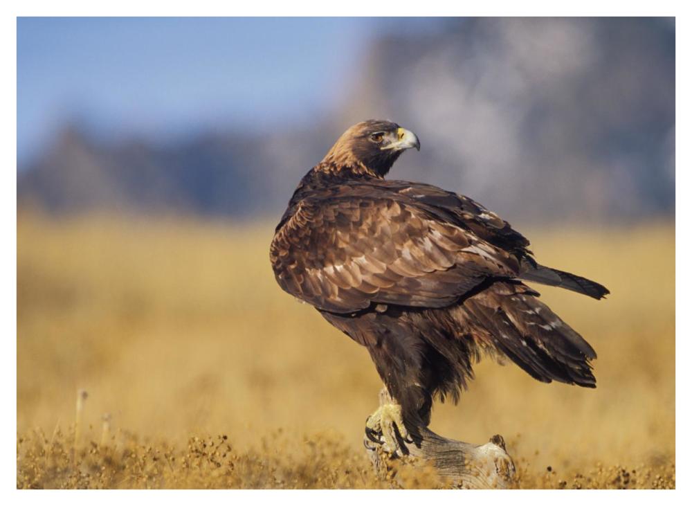 Golden Eagle on a snag, North American-Paper Art-42"x32"