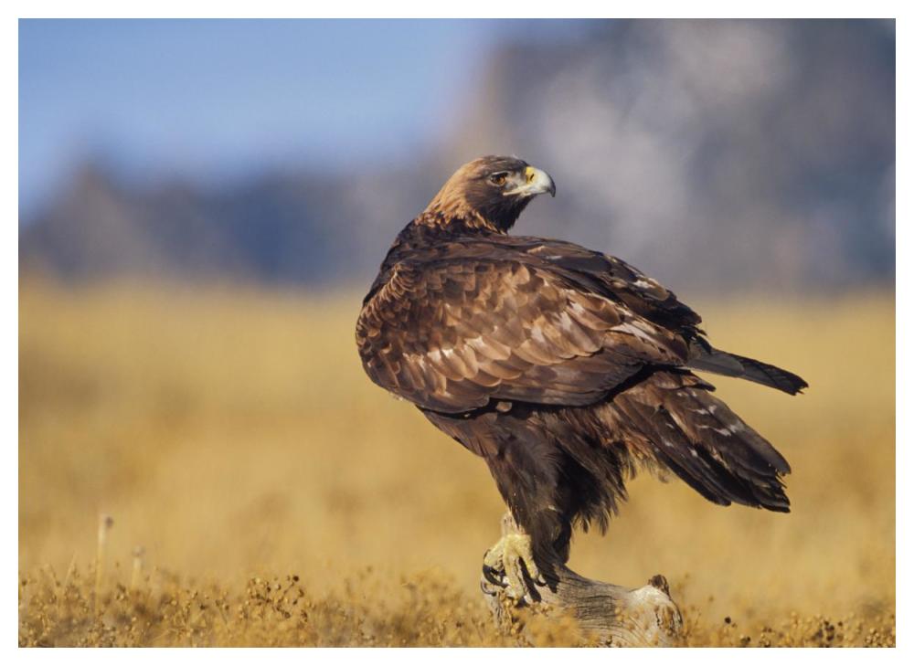 Golden Eagle on a snag, North American-Paper Art-50"x38"