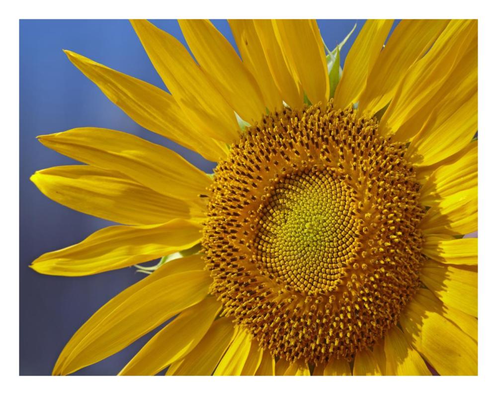 Common Sunflower flower, North America-Paper Art-26"x20"