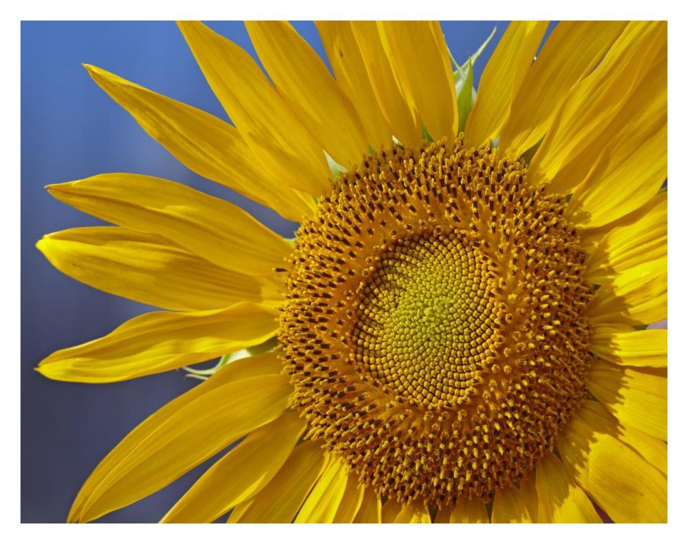 Common Sunflower flower, North America-Paper Art-34"x26"