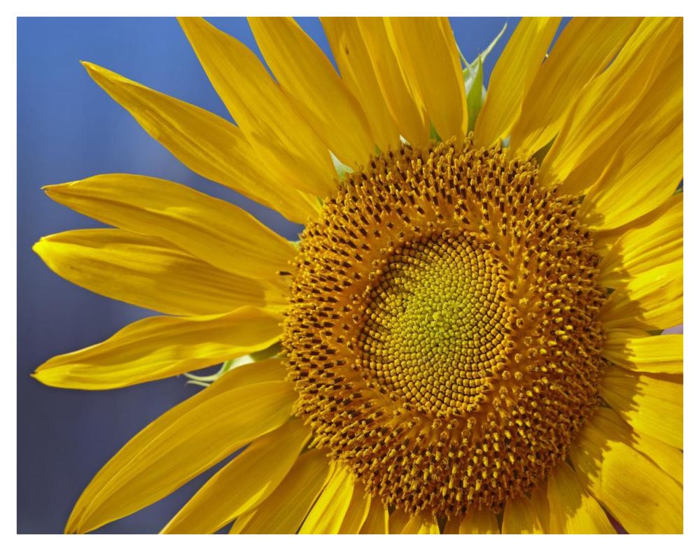 Common Sunflower flower, North America-Paper Art-42"x32"