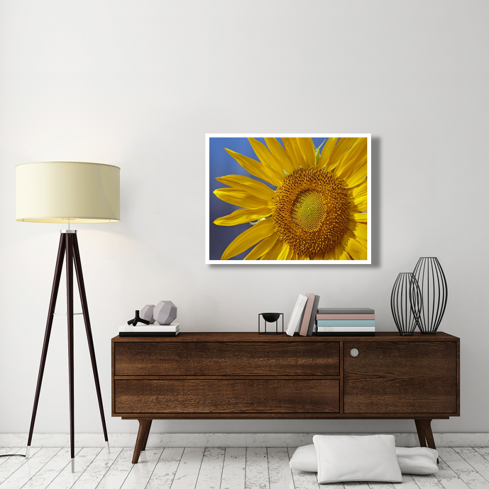 Common Sunflower flower, North America-Paper Art-42&quotx32"