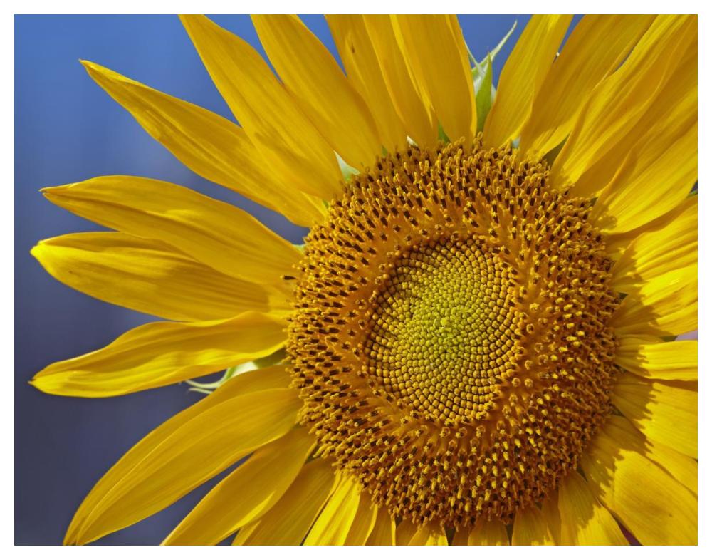 Common Sunflower flower, North America-Paper Art-50"x38"