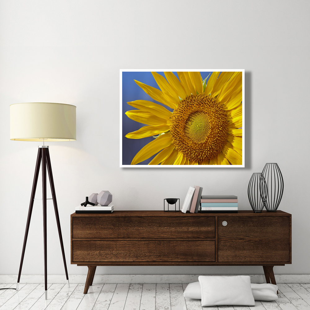 Common Sunflower flower, North America-Paper Art-50&quotx38"