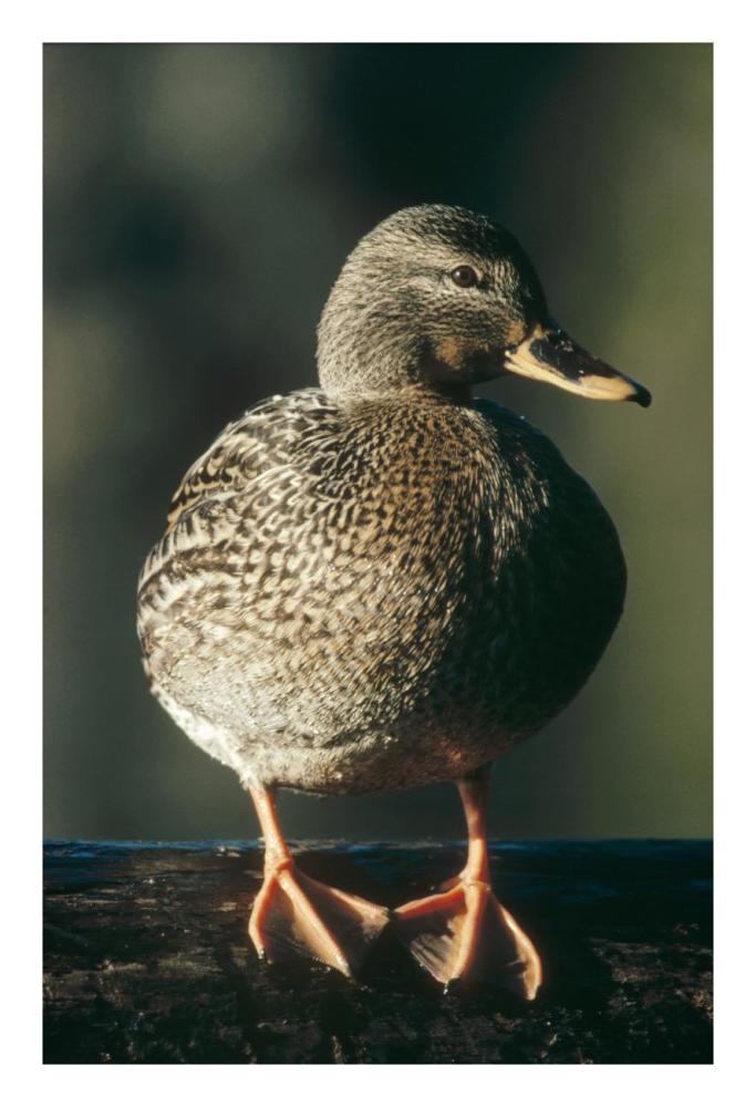 Mallard female portrait, North America-Paper Art-18"x26"