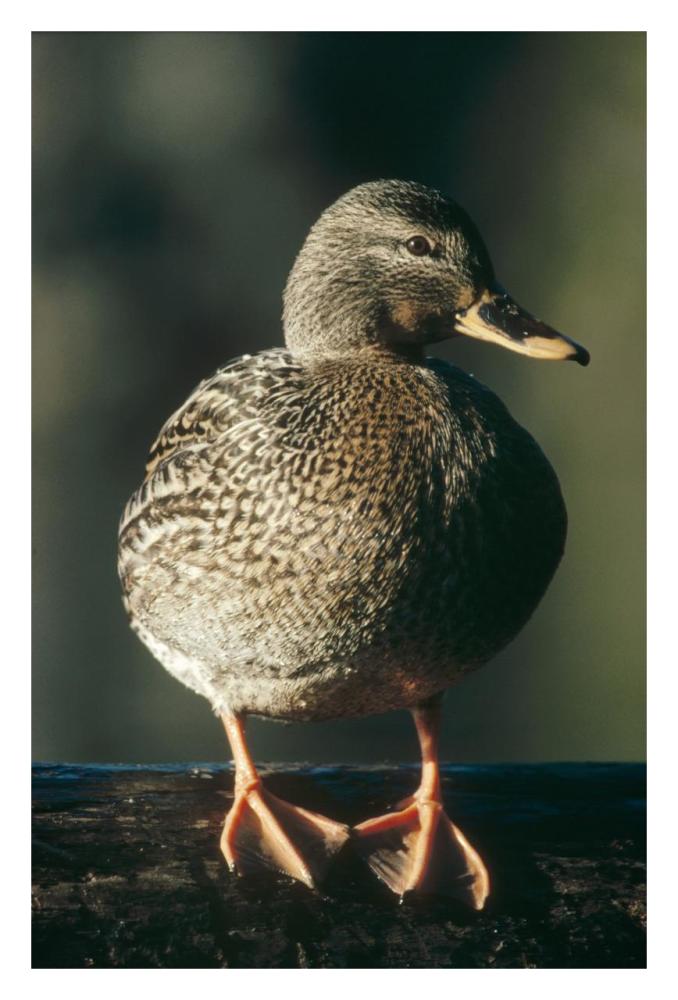 Mallard female portrait, North America-Paper Art-22"x32"