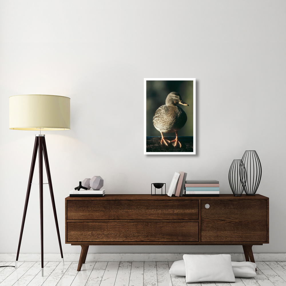 Mallard female portrait, North America-Paper Art-22&quotx32"