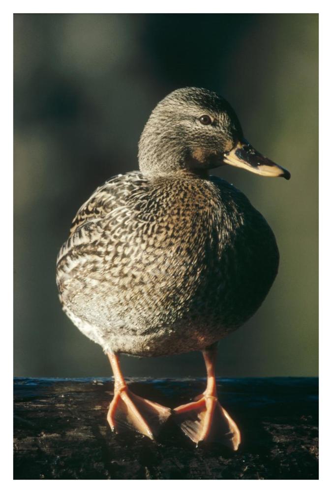 Mallard female portrait, North America-Paper Art-26"x38"