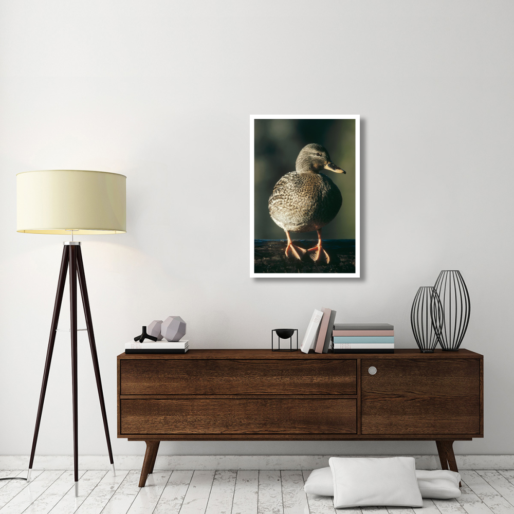 Mallard female portrait, North America-Paper Art-26&quotx38"