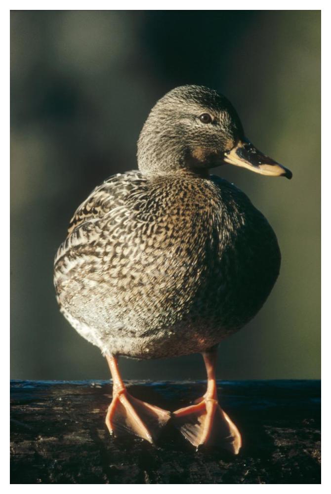 Mallard female portrait, North America-Paper Art-34"x50"
