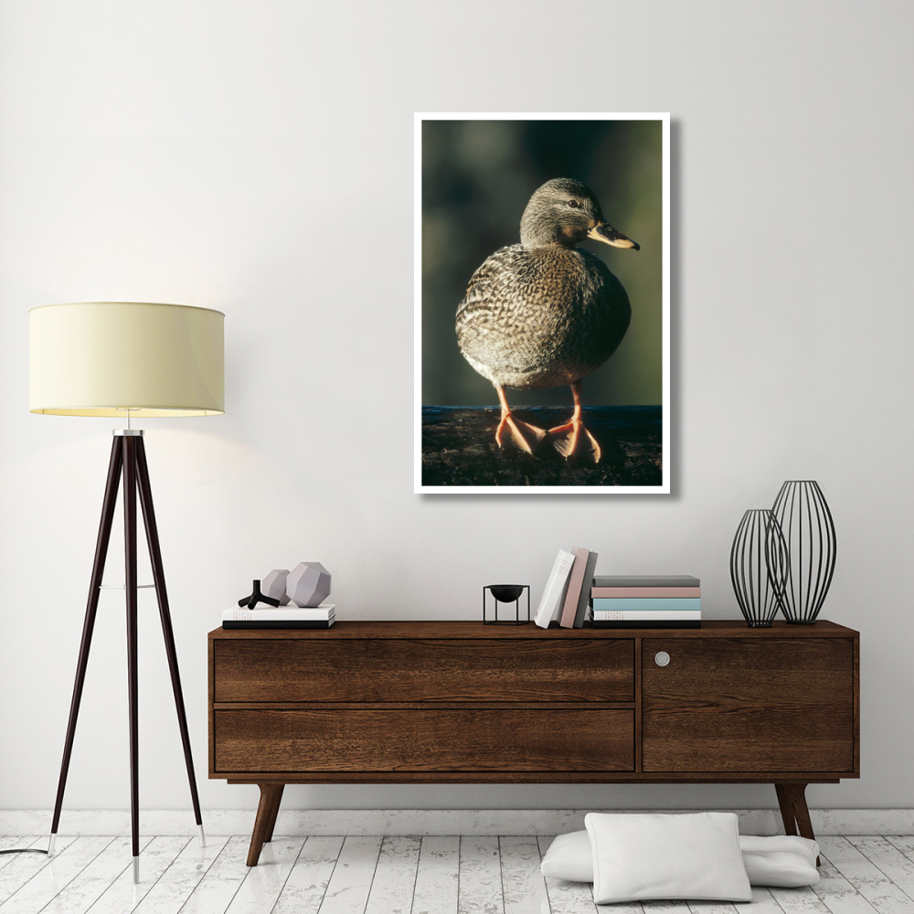 Mallard female portrait, North America-Paper Art-34&quotx50"