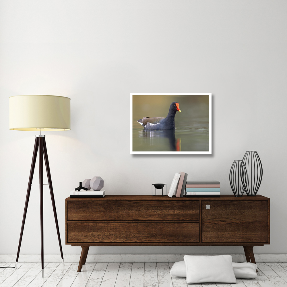 Common Moorhen swimming, North America-Paper Art-34&quotx26"