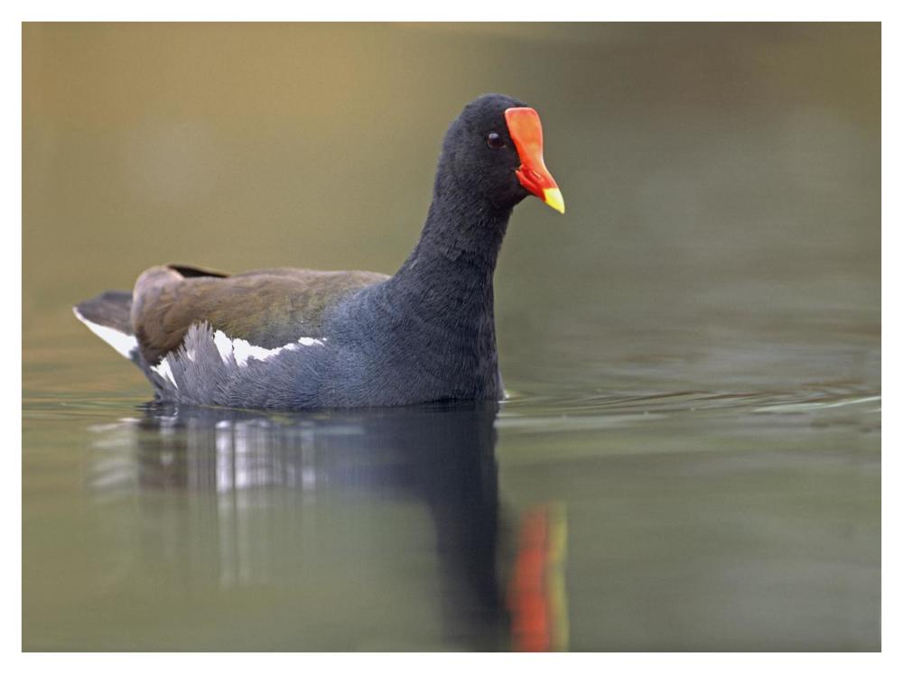 Common Moorhen swimming, North America-Paper Art-42"x32"