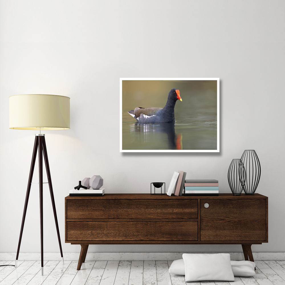 Common Moorhen swimming, North America-Paper Art-42&quotx32"