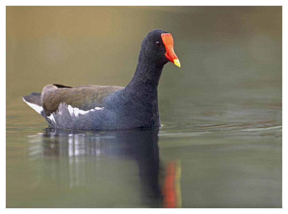 Common Moorhen swimming, North America-Paper Art-50"x38"