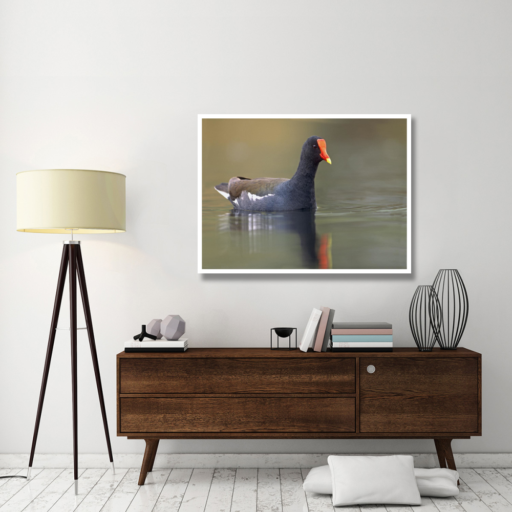 Common Moorhen swimming, North America-Paper Art-50&quotx38"